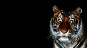 Animals Widescreen Desktop Background Photos Wallpaper