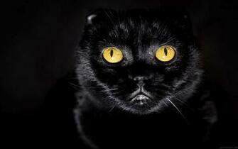 Animals Zoo Park Black Cat Eyes Wallpaper Blue Yellow