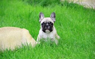 Wallpaper French Bulldog Puppy Look Brand Grass