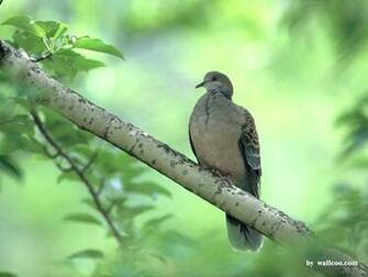 Lovely Birds Wallpaper Bird In Spring Vol No