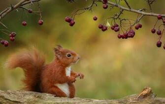 Wallpaper Nature Berries Branch Protein Ginger Image For