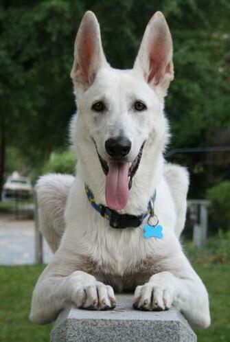 All White German Shepherd Wallpaper Pin It
