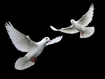 Doves