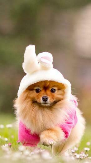 Cute Wallpaper For Phones Samsung Galaxy S4 Active Smartphone