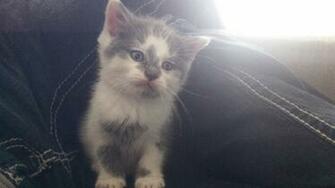 Search Results For Mentally Retarded Animals