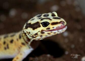 Leopard Gecko Morphs Wallpaper Background