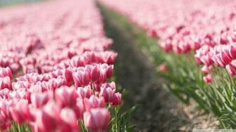 Pink Tulips Wallpaper iPhone Tulip Field