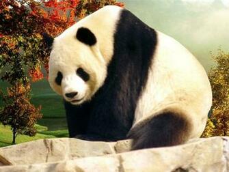 Panda Desktop Wallpaper Computer S