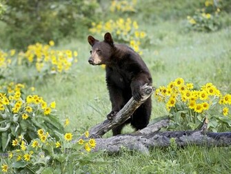 HD Desktop Wallpaper Black Bear Pictures