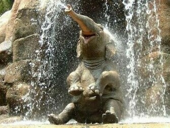 Cute Elephant Pictures HD Wallpaper In Animals Imageci
