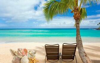 Beach Shells Wallpaper Beachin Maui