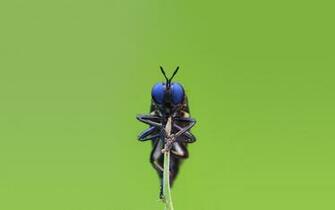Bug Wallpaper