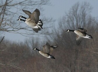 Geese In Flight Wallpaper X HD Res