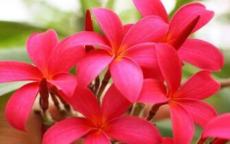Wallpaper Plumeria Flowers Bright Pink Close Up HD