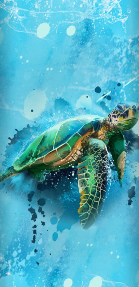 Cute Turtle Picture Wallpaper