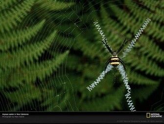Unique Wallpaper Most Famous National Geographic HD