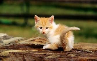 Cat Wallpaper Widescreen HD