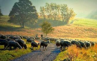 Sheep Wallpaper Albums