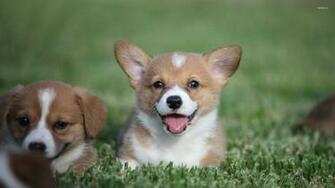 Welsh Corgi Puppies Wallpaper Animal