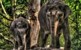 Elephant And The Baby Wallpaper Image