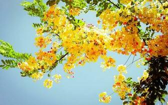 Summer Nature 3d Wallpaper Choice