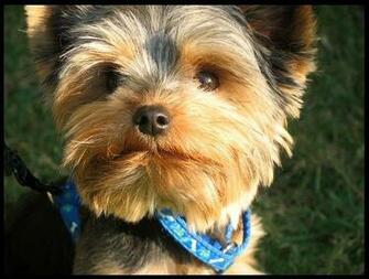 Nice Wallpaper Animals 3d Nature Yorkie Cute Toy Puppy