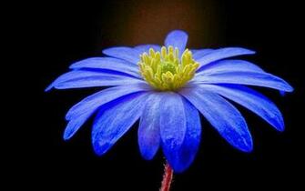 Blue Flower Hq Wallpaper Sunflower HD Beautiful