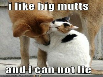 Fonds D Cran Lolcats Tous Les Wallpaper