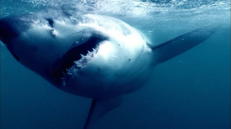 High Definition Wallpaper Photo Shark Html