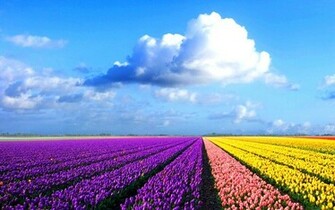 HD Wallpaper New Nature Animals