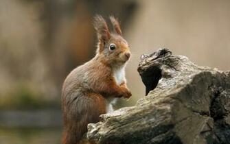 Funny Squirrel Pictures Ever For
