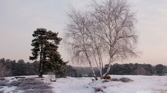 Winter Landscape Nature Wallpaper