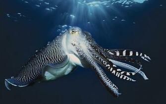 Cuttlefish Wallpaper