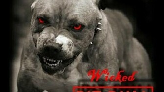 Pitbull Dog Cool Wallpaper