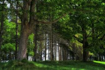Name Cool Nature Desktop Background Spring Forest 4k