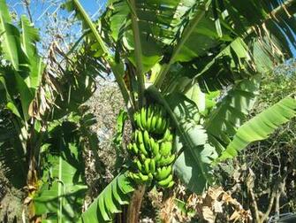 Banana Tree Ecuador And Ohio In Photos Commonalities