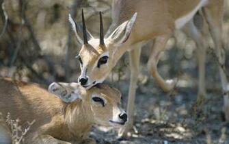 Deer Relaxing Widescreen HD Wallpaper