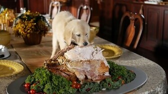 Net Thanksgiving Html