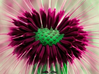 HD Wallpaper Blowing Dandelion Wind X Kb Jpeg