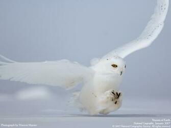 Image Snowy Owl Hunting Wallpaper 3ynw1 Jpg Lego Message Boards