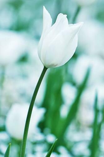 Wallpaper For iPhone Tulip