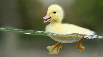 Duck Birds HD Wallpaper Best Widescreen Pictures Jpg