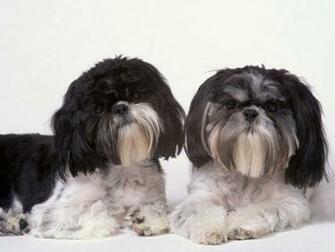 Cute Shih Tzu Wallpaper