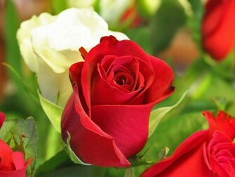 Love Rose Flowers Flower HD Wallpaper Image Pictures Tattoos