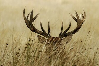 Huge Mule Deer Wallpaper