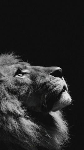 Amazing Animal iPhone Wallpaper To