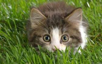 Cats Wallpaper Kitten HD Widescreen Desktop