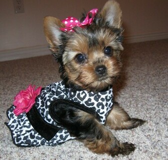 Bella A Teacup Yorkie Terrier Dog Wallpaper Desktop