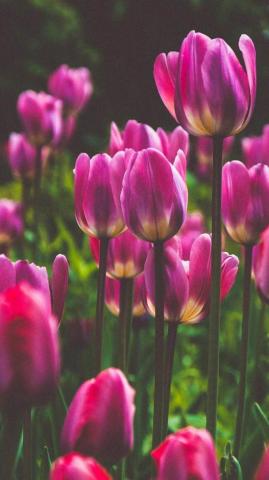 Lockscreens N Shit Tulip Like Re If You Save