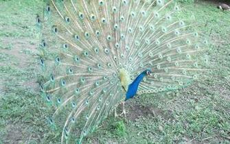 Beautiful Peafowl Awesome HD Wallpaper High Resolution